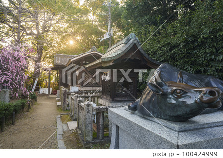 道明寺天満宮　神々しい朝日を浴びる撫で牛・神牛舎 100424999