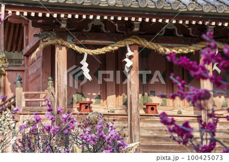 道明寺天満宮　元宮・土師社　本殿　梅の花 100425073
