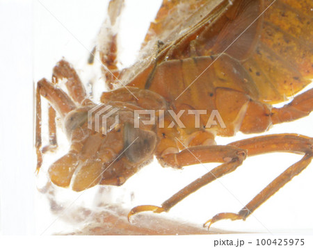 ヤゴの顔のアップ ヤゴの顔のアップ 100425975