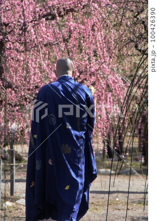 梅園を散策するお坊様 梅園を散策するお坊様 100426390