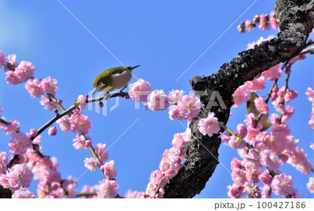 春の陽射しを浴びてメジロが遊ぶ 100427186