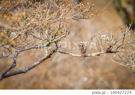 野鳥 カシラダカ 100427224