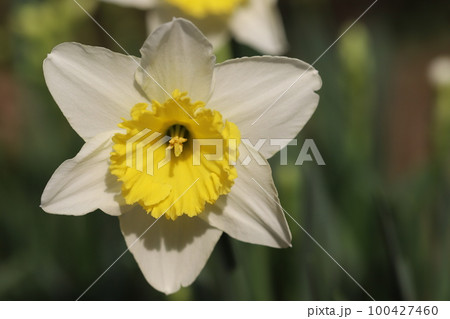 日本の早春の庭に咲く白い花びらと黄色い副花冠のラッパズイセンの花 100427460