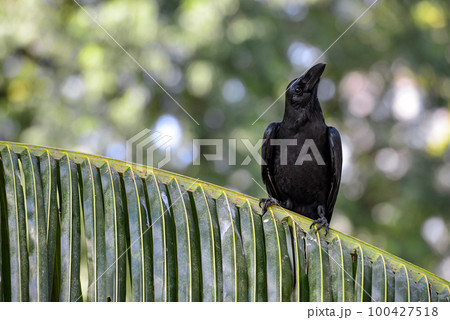 Black raven sitting on palm branch in Lumpini national park Bangkok Thailand Black raven sitting on palm branch in Lumpini national park Bangkok Thailand 100427518
