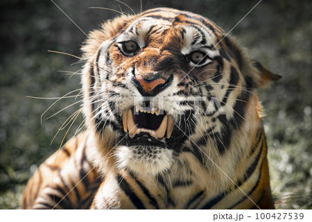 Big bengal tiger growls angry Big bengal tiger growls angry 100427539