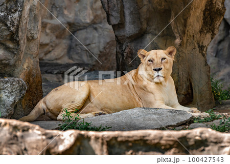 Sandy lion female lioness rests among the stones and rocks 100427543