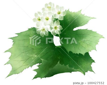 濡れたサンカヨウの花 100427552