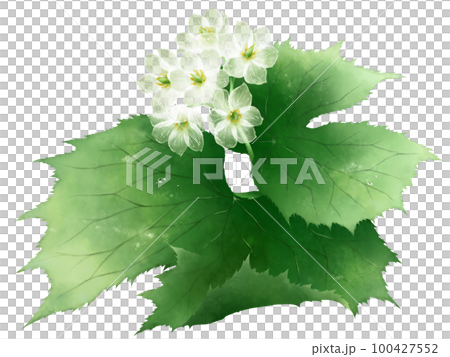 濡れたサンカヨウの花 100427552