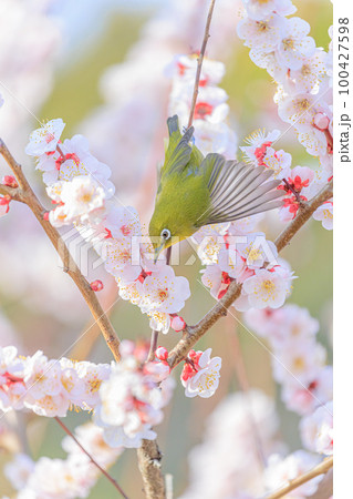 白梅とメジロ 100427598