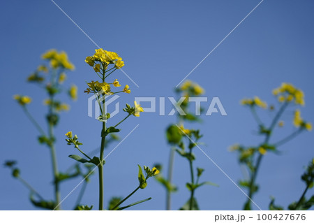 セイヨウアブラナ セイヨウアブラナ 100427676