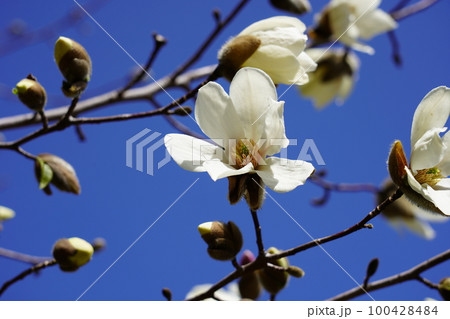 コブシの花 コブシの花 100428484