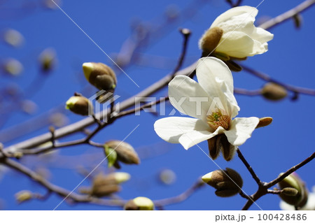コブシの花 100428486