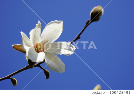 コブシの花 100428491