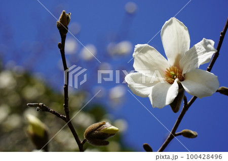 コブシの花 100428496