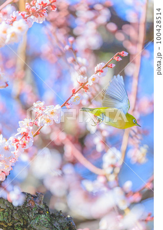 飛ぶウメジロー 飛ぶウメジロー 100428514