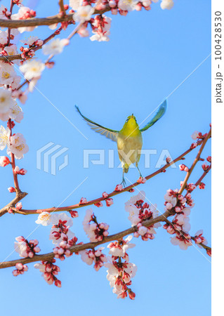 飛ぶウメジロー 100428530