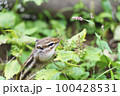 自然の中にいるシマリス 100428531
