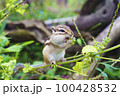 葉っぱを食べるシマリス 100428532
