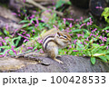 食事をするシマリス 100428533
