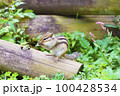 口に手を当てるシマリス 100428534