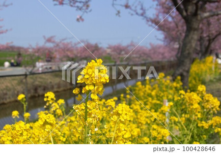 笠松河津桜ロードの菜の花 100428646