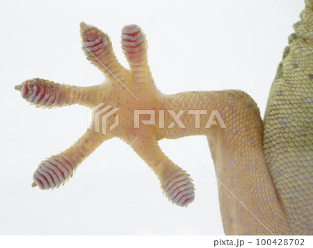 ヤモリの趾下薄板のアップ ヤモリの趾下薄板のアップ 100428702