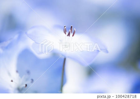 ネモフィラの花のクローズアップ 100428718