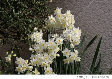 日本の早春の庭に咲く白いフサザキスイセンの花 100428870