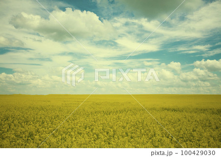 Vintage fairy tale landscape yellow rapeseed field against the background of an emerald cloudy sky. Vintage fairy tale landscape yellow rapeseed field against the background of an emerald cloudy sky. 100429030