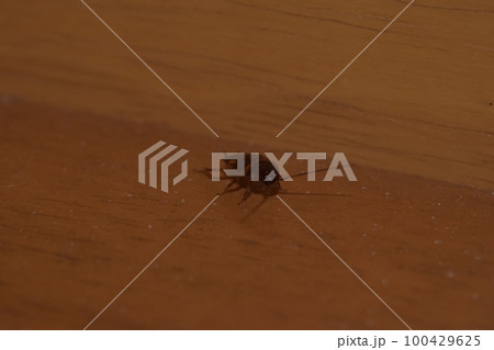 クロゴキブリの幼虫　中型 100429625