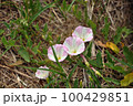 White and pink flowering Convolvulus arvensis known as field bindweed 100429851