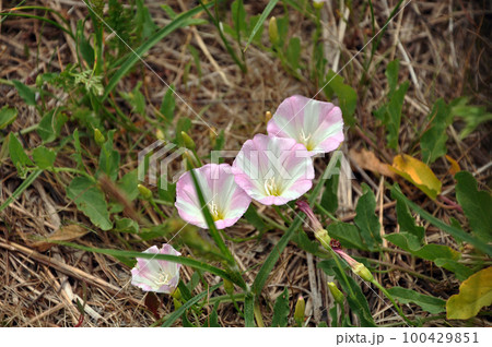 White and pink flowering Convolvulus arvensis known as field bindweed 100429851