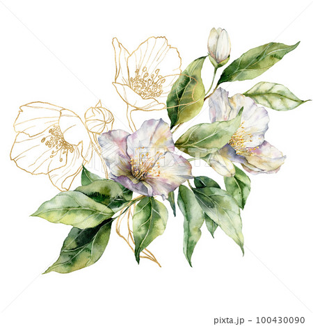 Antique Illustration Of Jasminum Grandiflorum High-Res Vector Graphic -  Getty Images