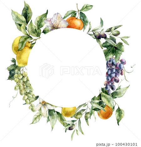 Watercolor tropical circle frame of lemons, flowers, oranges, grapes and leaves. Hand painted branch of fruits isolated on white background. Tasty food illustration for design, print, background. Watercolor tropical circle frame of lemons, flowers, oranges, grapes and leaves. Hand painted branch of fruits isolated on white background. Tasty food illustration for design, print, background. 100430101