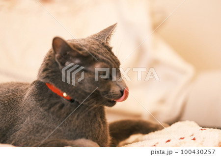 猫の日常 猫の日常 100430257