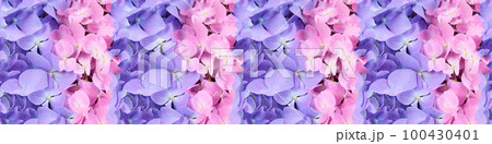 Seamless long banner, Pink and blue flower hydrangea background. Seamless long banner, Pink and blue flower hydrangea background. 100430401