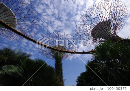 シンガポール　見上げるガーデンズ・バイ・ザ・ベイ　OCBCスカイウエイ 100430575