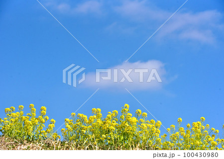 菜の花と青空 菜の花と青空 100430980
