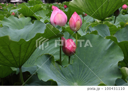 蓮の葉に守られて花開こうとしている蓮の花、上野の不忍池は一帯を豪華で甘い香りを漂わせて 蓮の葉に守られて花開こうとしている蓮の花、上野の不忍池は一帯を豪華で甘い香りを漂わせて 100431110