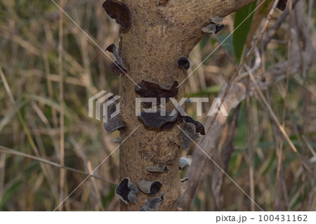 アラゲキクラゲ 100431162