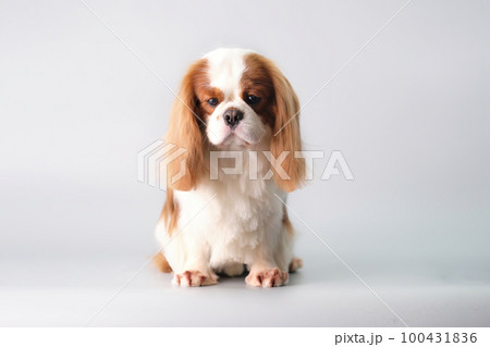 A chic little sad cavalier King Charles spaniel after grooming on a gray background A chic little sad cavalier King Charles spaniel after grooming on a gray background 100431836