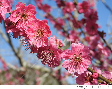満開の紅梅 100432003