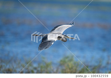 Grey heron glides over river in sunshine Grey heron glides over river in sunshine 100432559