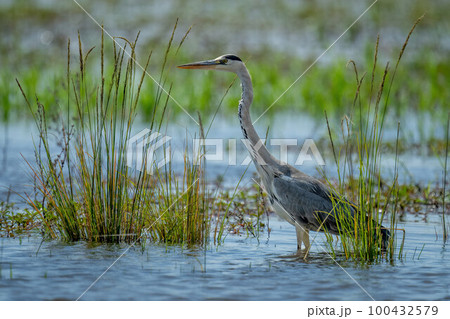 Grey heron stands in grass in shallows Grey heron stands in grass in shallows 100432579