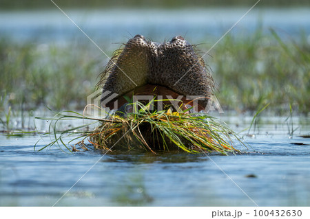 Hippo eats grass in water in sunshine 100432630