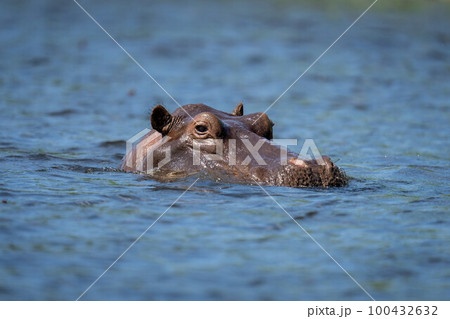 Hippo in river watching camera in sunshine 100432632