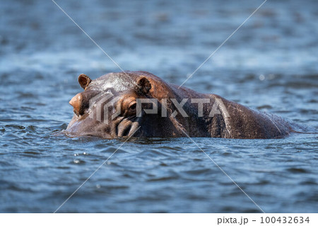 Hippo stands in river looking at camera 100432634