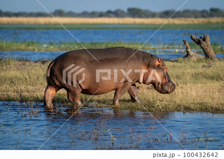 Hippo walking from river to grassy island 100432642