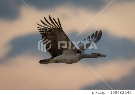 Kori bustard flies in silhouette opening beak 100432646