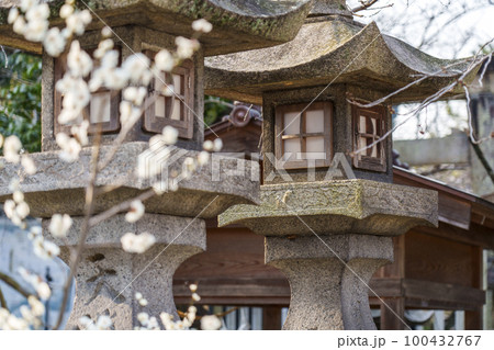 道明寺天満宮　白梅と石燈籠 100432767